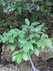 Cinnamomum camphora