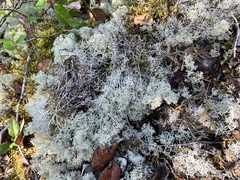 Cladonia rangiferina