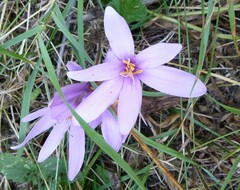 Colchicum