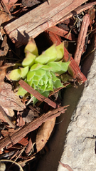 Sempervivum tectorum