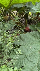 Gunnera manicata