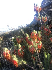 Erica coccinea