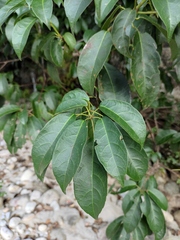 Sloanea sinensis