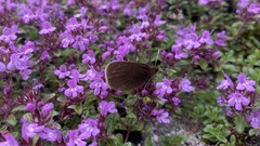 Erebia epiphron