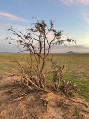 Rhamnus erythroxylum
