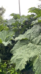 Gunnera manicata