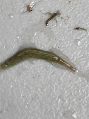 Piscicolaria reducta