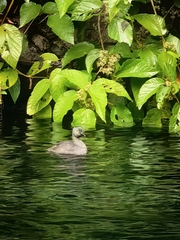 Tachybaptus dominicus