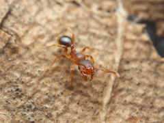 Pheidole parva