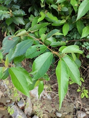 Croton crassifolius