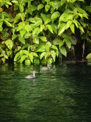 Tachybaptus dominicus