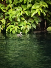 Tachybaptus dominicus