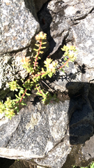Sedum cockerellii