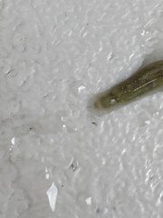 Piscicolaria reducta