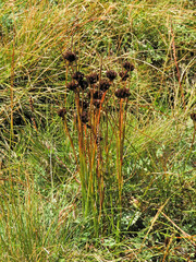 Juncus jacquinii