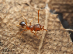 Pheidole parva