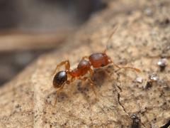 Pheidole parva