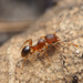 矮大頭蟻 - Photo 由 Julian F 所上傳的 (c) Julian F，保留部份權利CC BY-NC