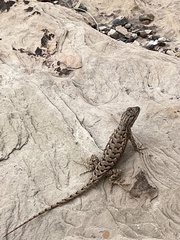 Sceloporus tristichus