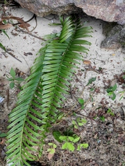 Pteris vittata