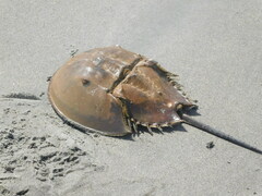 Limulus polyphemus