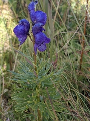 Aconitum tauricum