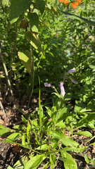 Penstemon hirsutus
