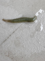 Piscicolaria reducta