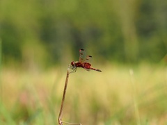 Celithemis elisa