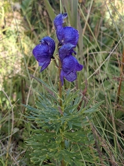 Aconitum tauricum
