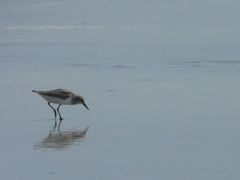 Calidris pusilla