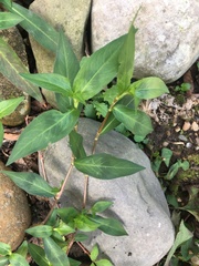 Persicaria