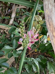 Callerya dielsiana