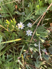 Stellaria longipes