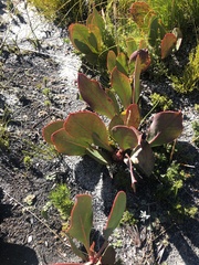 Protea