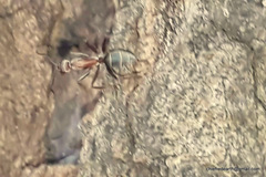 Camponotus rufoglaucus