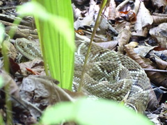 Crotalus basiliscus