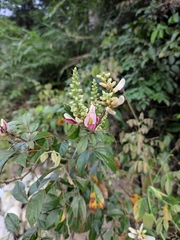 Callerya dielsiana