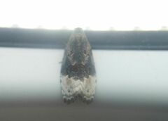 Apotomis betuletana