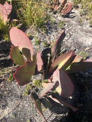 Protea