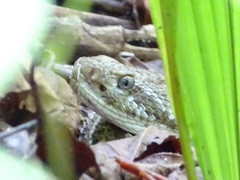 Crotalus basiliscus