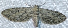 Eupithecia multistrigata