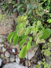 Callerya dielsiana