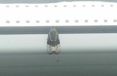 Apotomis betuletana