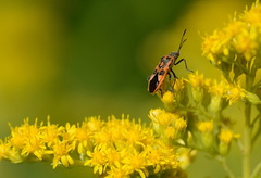 Corizus hyoscyami