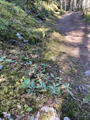 Goodyera oblongifolia