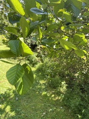 Alnus serrulata
