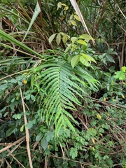 Blechnum orientale