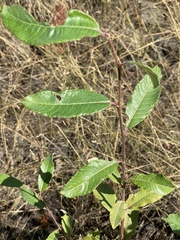 Salix sitchensis