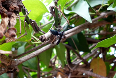 Synoeca septentrionalis